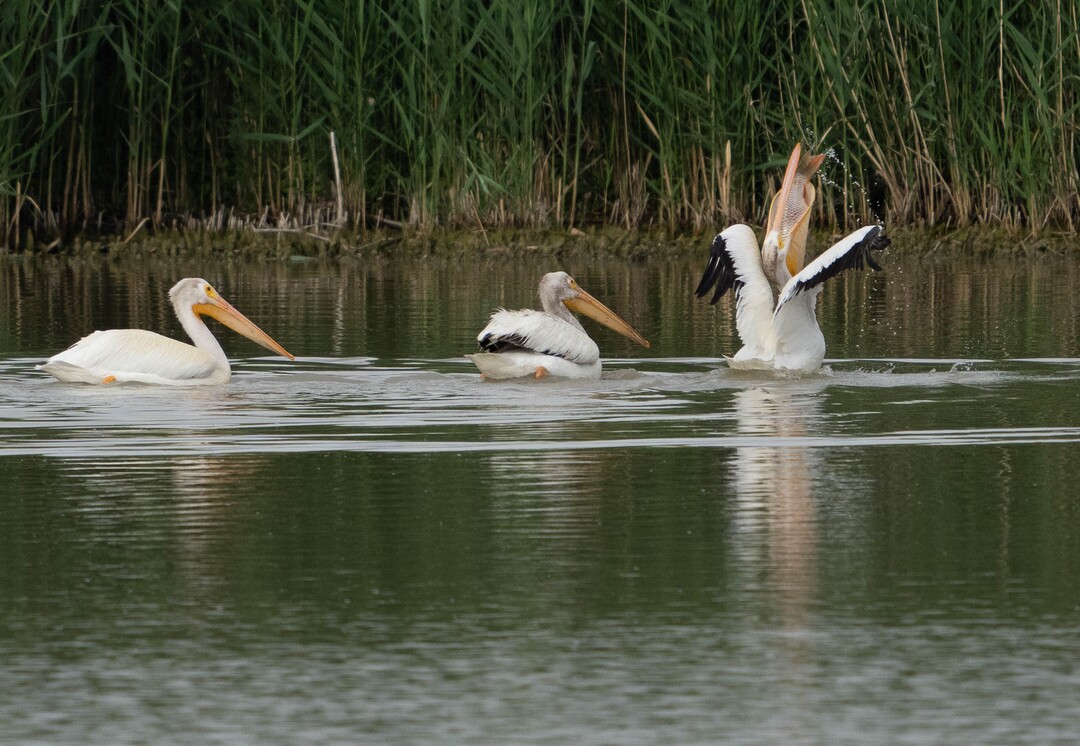 (Francisco Kjolseth | The Salt Lake Tribune) American white pelicans swallow whole large carp as they fish together in the Bear River Migratory Bird Refuge, a 74,000-acre nature reserve in the northern Great Salt Lake on Wednesday, June 23, 2021.