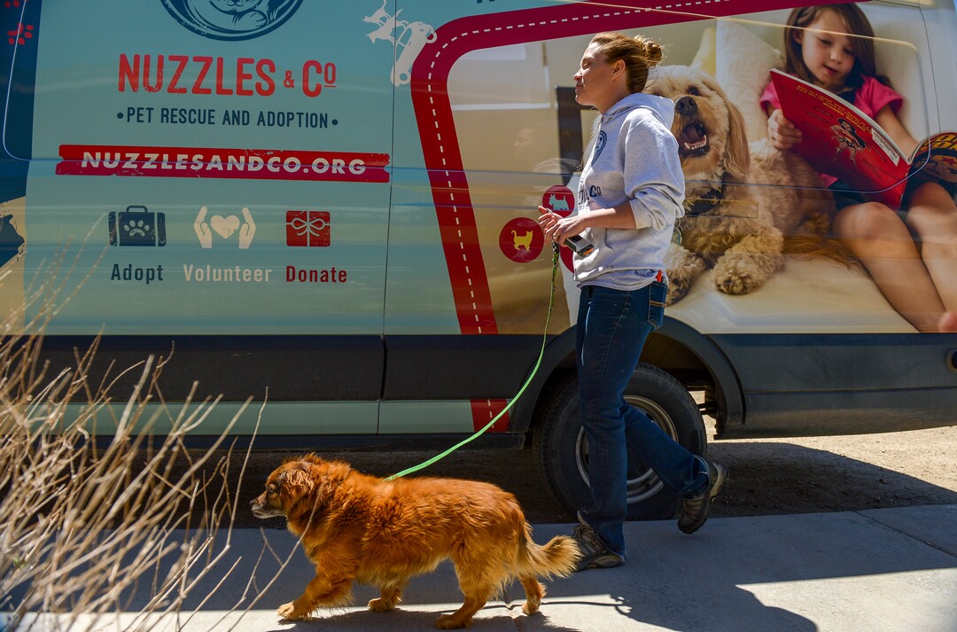 (Leah Hogsten  |  The Salt Lake Tribune) A Nuzzles & Co adoption specialist walks Kelly, a spaniel mix adopted from the Navajo Nation. Salt Lake City car seller Mark Miller Subaru has contributed an estimated $120,000 and 2,000 service hours to Nuzzles & Co, a no-kill nonprofit in Peoa. The car dealer is one of the first Utah businesses to adopt a new state Benefit LLC legal status, balancing doing social good with making profits.