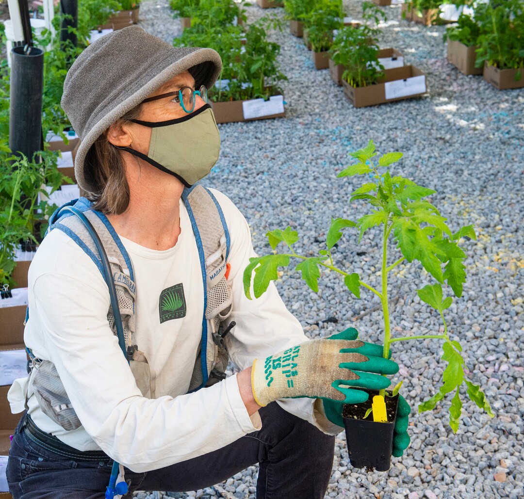 (Rick Egan  |  The Salt Lake Tribune)   Ashley Patterson gives some tips on planting tomatoes, during the Wasatch Community Gardens 2020 Spring Plant Sale Fundraiser, Saturday May 9, 2020