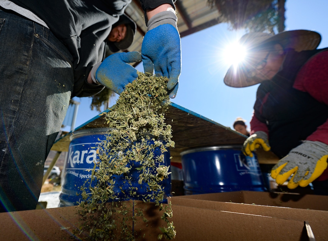 (Francisco Kjolseth  |  The Salt Lake Tribune)  Piles of dry hemp plant material is harvested by removing stems in the pre-extraction process before the CBD oils are removed at Harward Farms near Spanish Fork on Friday, Oct. 25, 2019.