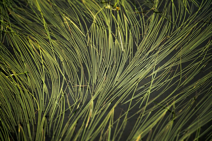 (Leah Hogsten  |  The Salt Lake Tribune)  Floating grass along the banks of Mirror Lake, Aug. 6, 2017.