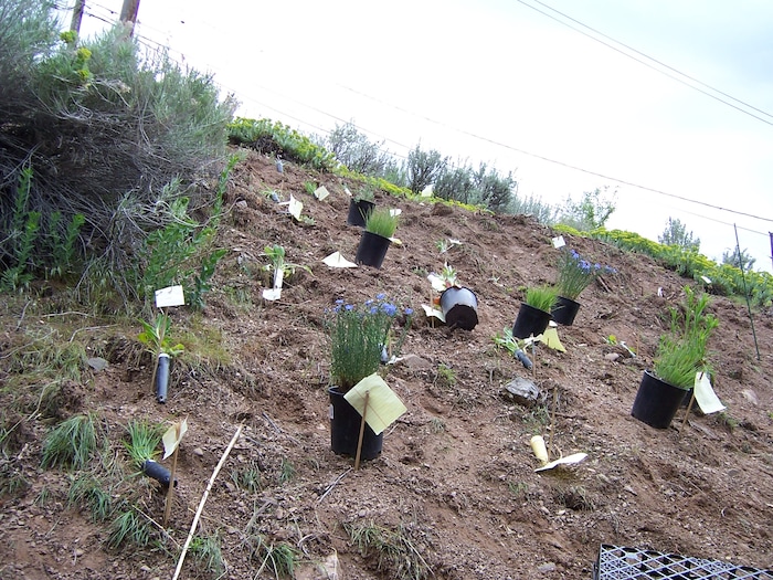 (Erin Alberty | The Salt Lake Tribune) Utah native plants are ready to go in the ground May 21, 2010 in the former backyard of reporter Erin Alberty in Salt Lake City. Invasive Myrtle Spurge was cleared from the slope.