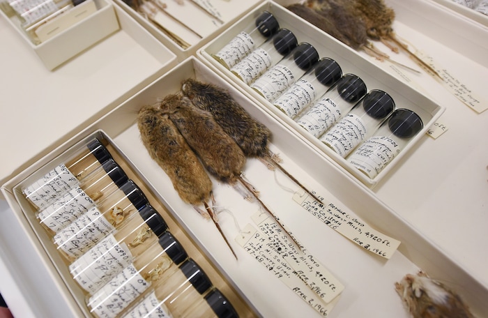 (Francisco Kjolseth  |  The Salt Lake Tribune)  Numerous field mice specimens are held in temperature and humidity regulated drawers as part of the dry biology collection at the Natural History Museum of Utah at the Rio Tinto Center. Over the weekend there will be a Behind the Scenes look at the objects held in stewardship for the people of Utah. The public is invited to meet the scientists who build the collections and learn about current research and get an insiders view of the museum. 