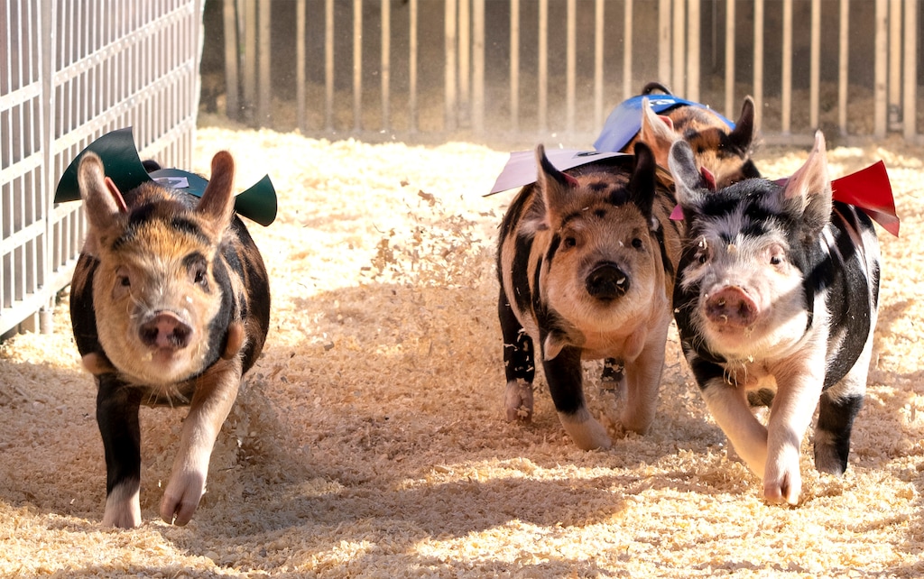 (Rick Egan | The Salt Lake Tribune) Arnold Swartzedigger, Tammy Swinette, Sqeallie Ray Sirus, and Kevin Bacon race for Wood's Barnyard Racers, at the Utah State Fair, on Thursday, Sept. 7, 2023.