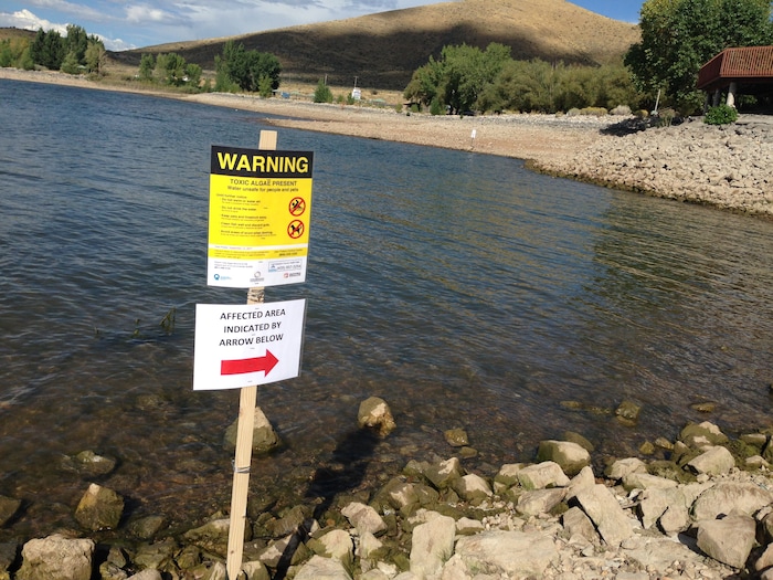 (Courtesy Wasatch County Health Department) The Wasatch County Health Department posted signs near the Dock of the Bay restaurant and boat dock at Deer Creek Island Resort on Tuesday after initial tests indicated high levels of toxins produced by certain kinds of algae were present. This particular bloom of toxic algae remains an extremely localized event, officials say, but several blooms have cropped up around the state in recent weeks.