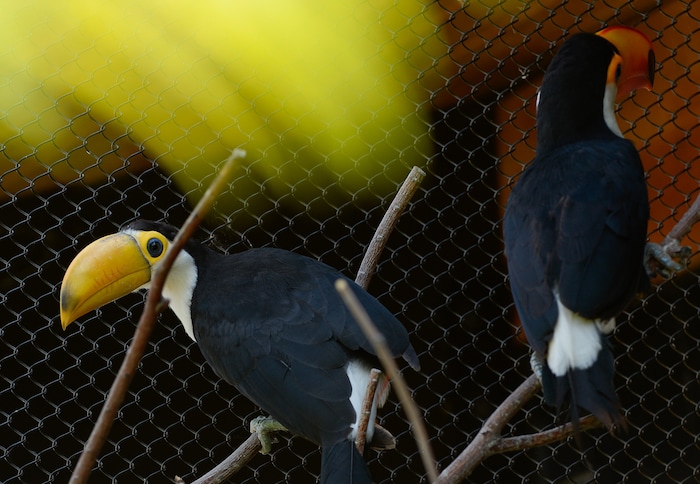 (Francisco Kjolseth  |  The Salt Lake Tribune)  Tracy Aviary has a variety of new birds, including three new baby Chilean Flamingos and a baby Toco Toucan, who's additional colors will come in as it ages. The Toco Toucan is the first the first ever to hatch at the aviary, after an incubation period of 19 days and an additional 50 days in a nest log till all of its feathers came in as seen on Tuesday, Aug. 14, 2018. 