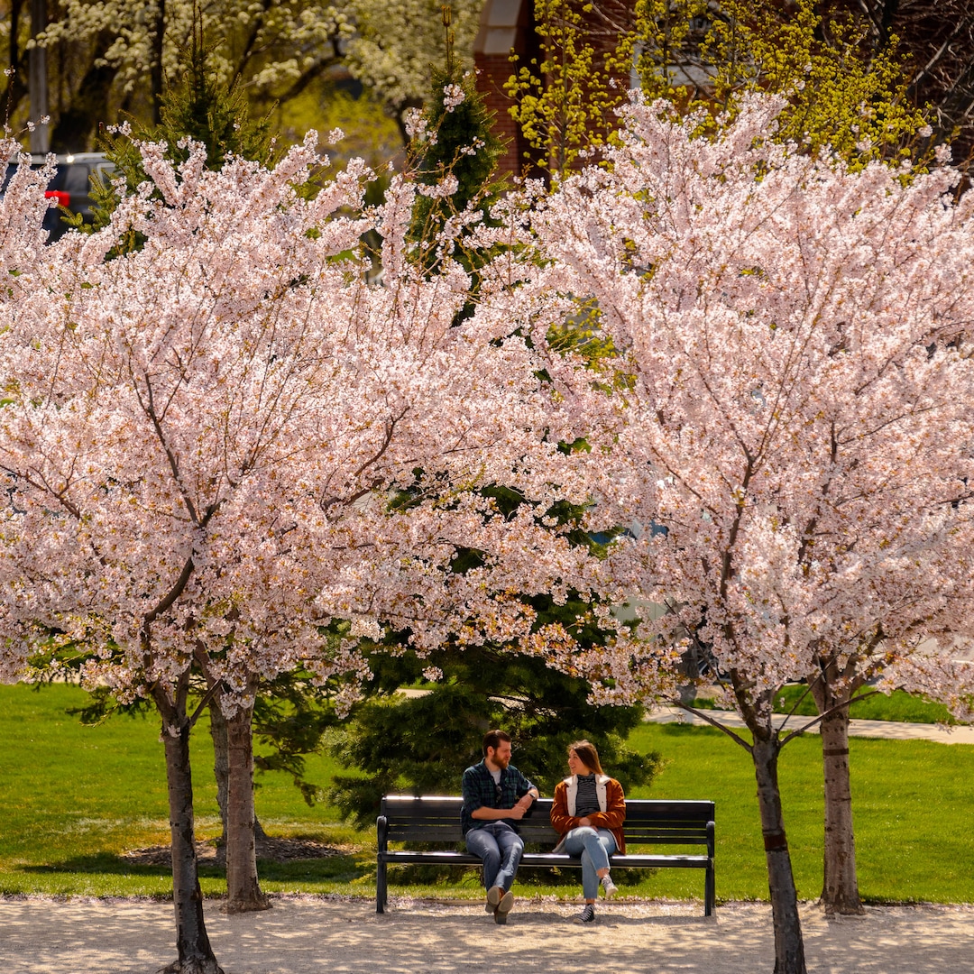(Trent Nelson  |  The Salt Lake Tribune) A couple sites on a bench among the cherry blossoms surrounding the state Capitol in Salt Lake City on Saturday, April 11, 2020.