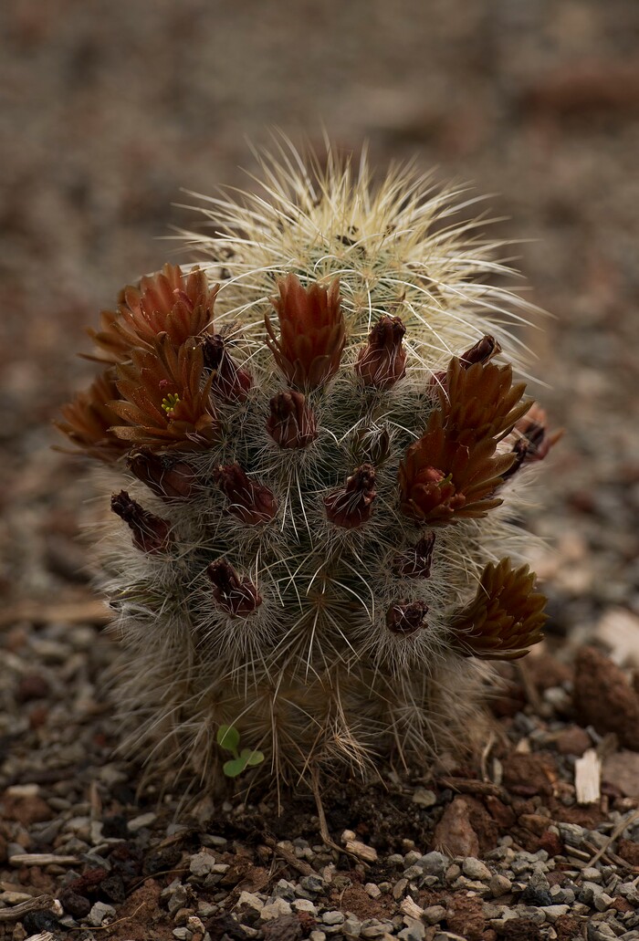 Leah Hogsten  |  The Salt Lake TribuneHedgehog Cactus has red to brown flowers that grow in a ring around the stem; zones 6-11. Red Butte Garden featured Water Conservation Garden is designed to demonstrate that beautiful gardens do not require heavy applications of water. The newly constructed 2017 three-acre garden will offer educational programs to teach people how to create their own water-wise landscapes.