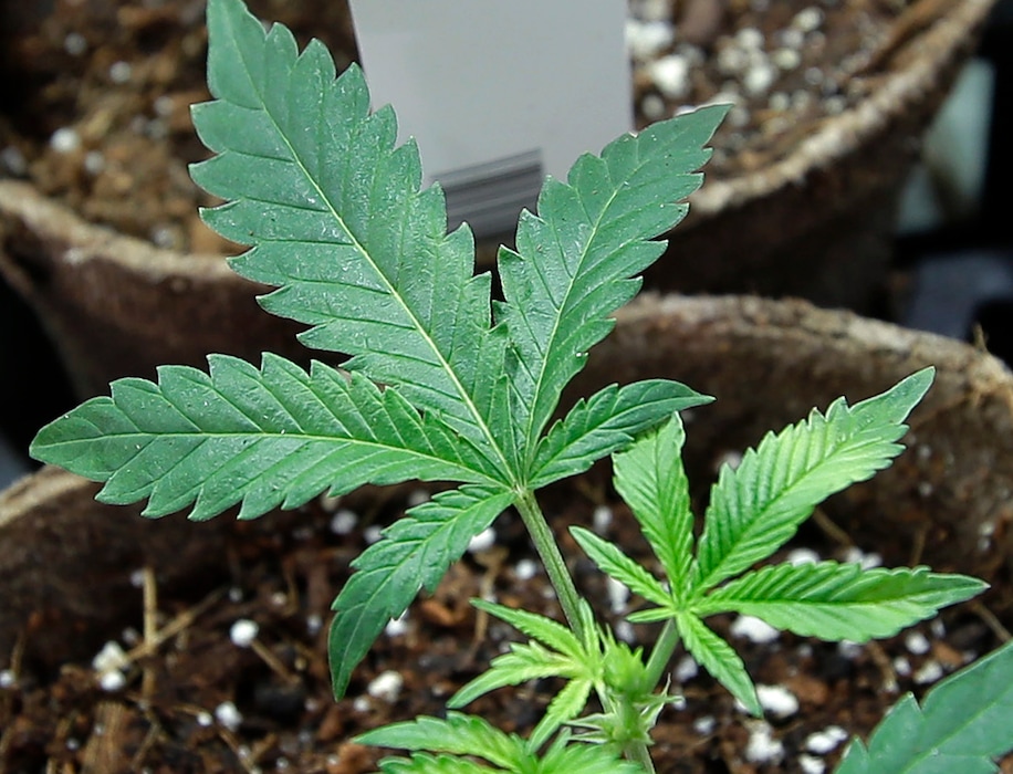 FILE-- In this July 12, 2018 file photo, newly transplanted cannabis cuttings grow in pots at Sira Naturals medical marijuana cultivation facility in Milford, Mass. New England Treatment Access of Northampton, Mass., and another store in Leicester, Mass., have been given the green light to begin selling recreational pot next week, making them the first commercial pot shops in the eastern United States. (AP Photo/Steven Senne, File)