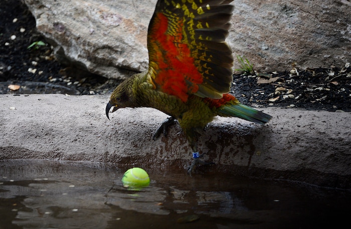 (Scott Sommerdorf | The Salt Lake Tribune)
One of Tracy Aviary's four Keas reveals the colorful underwing parts of their plumage as they play in their new exhibit, Expedition Kea, May 10, 2018.