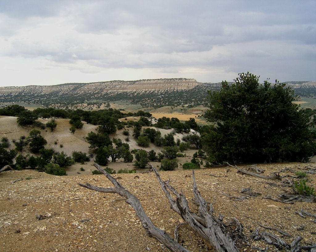 (File photo courtesy of Chris Baisan/Laboratory of Tree-Ring Research) Groves of ancient pinyon pines stand in Wells Draw near Utah's Nine Mile Canyon.