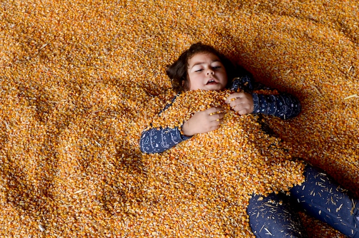 Leah Hogsten | The Salt Lake Tribune Jana Godfrey, 7, of North Salt Lake buries herself in the 30'x40' corn pit during the 2018 Fall Festival at Cross E Ranch in Salt Lake City, Thursday Oct. 18, 2018.