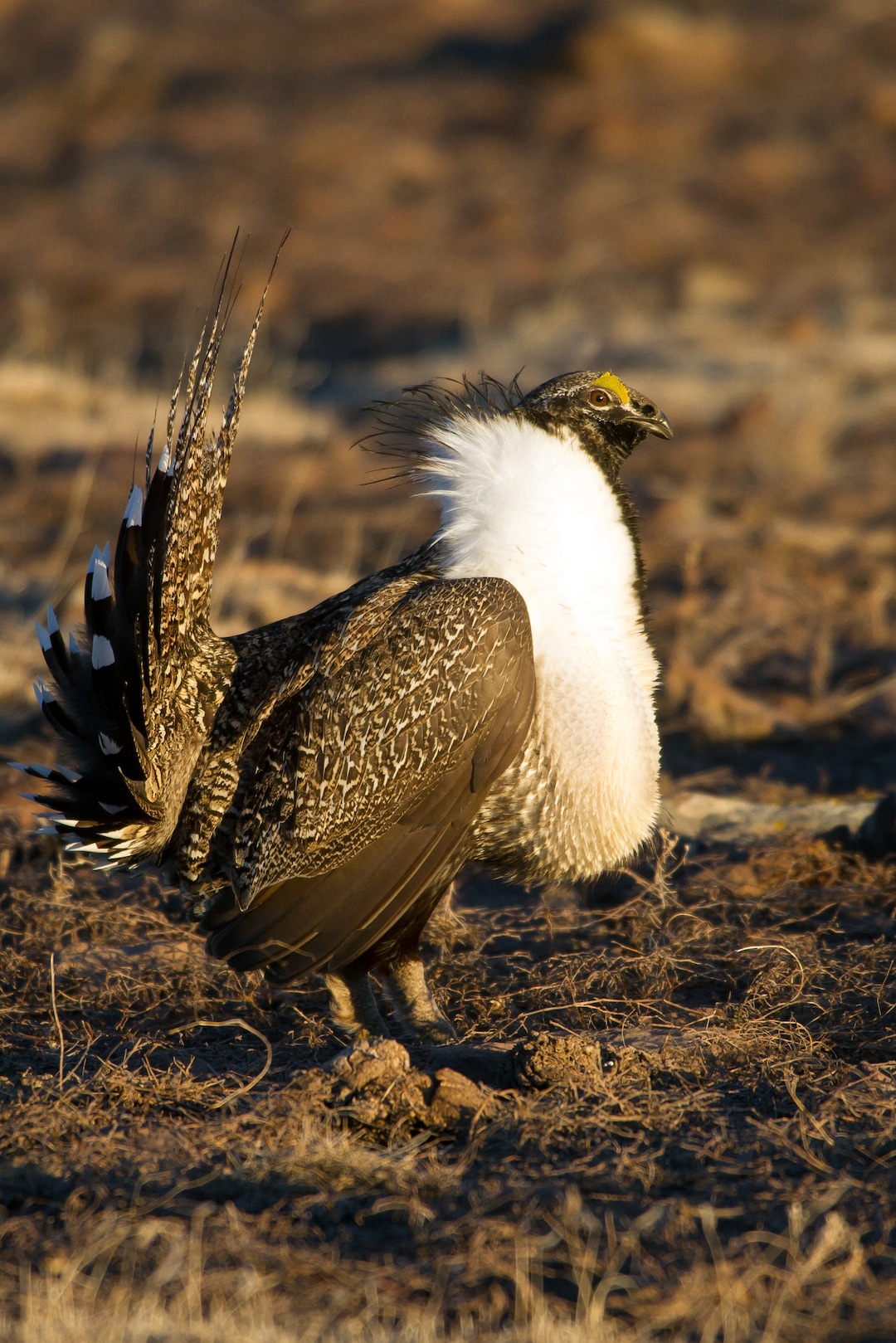 Lynn Chamberlain  |  Division of Wildlife ResourcesYou can see greater sage grouse at a free April 8 viewing event near Price. 