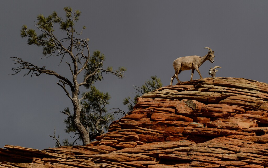 Franciso Kjolseth | Tribune File Photo
A group of desert bighorn sheep near the Checkerboard Mesa in Zion National Park hang out near the road. The Utah Division of Wildlife Resources is holding a free bighorn sheep viewing event Dec. 6, 2014, starting at 8 a.m. in Green River.