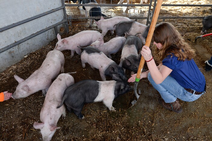 Francisco Kjolseth | The Salt Lake Tribune
Katelinn Mix greets the student owned pigs while cleaning out their pen in an Intro to Agriculture class. At Roots, Utah's first farm-based charter school in West Valley City, students get hands on experience working at the school's farm just down the street from the school. 
A legislative task form is recommending changes to the way Utah's charter schools are funded. 