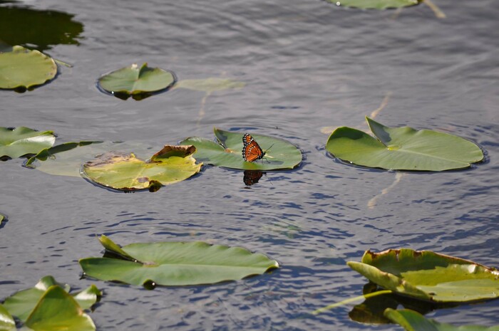 (Erin Alberty | The Salt Lake Tribune) A butterfly rests on a leaf in Everglades National Park. Photo taken Feb. 2, 2016.