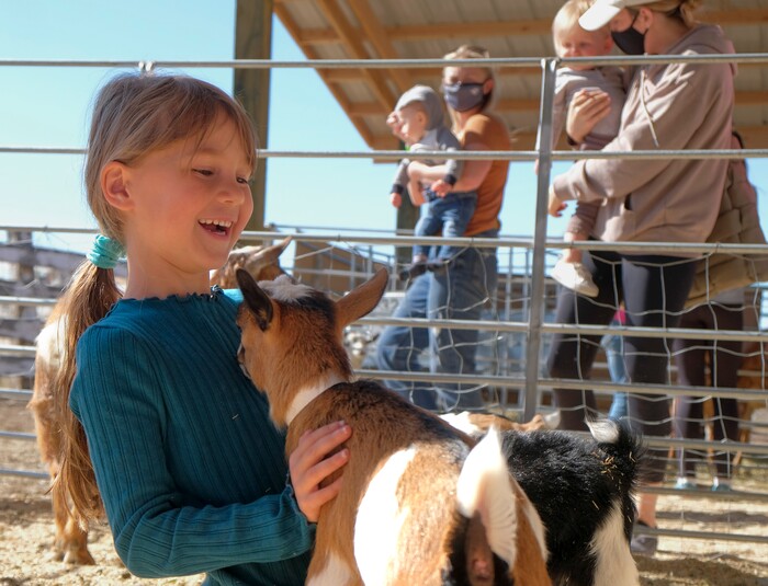 (Leah Hogsten | The Salt Lake Tribune) Brynne giggles as she pets and discovers the fun of a 4-week-old kid during the Baby Animal Festival and Tulip Field Festival at Cross E Ranch, April 23, 2021.The festival runs unlil May 8.