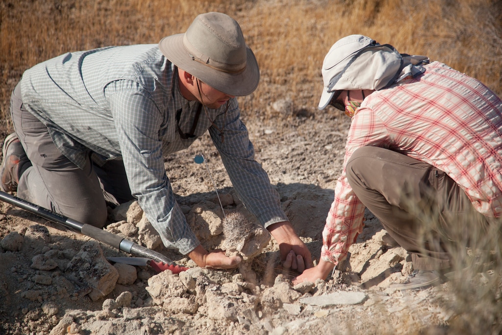 (Chris Caldwell | The Spectrum via AP)  Botanists gather Siler pincushion cacti near the White Dome Nature Preserve on Wednesday, Oct. 21, 2020, in St. George. The species moved from endangered to threatened in 1993; however, the numbers are slow to increase as development moves in on their habitat.