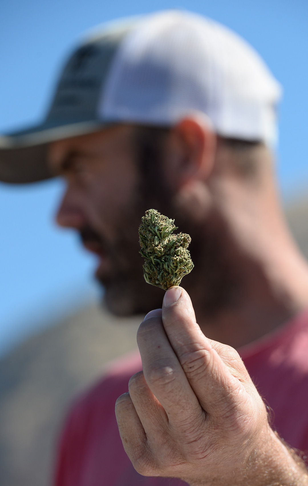 (Francisco Kjolseth  |  The Salt Lake Tribune)  David Lee in charge of the genetics of seeds and starts for hemp plant production at Harward Farms near Spanish Fork, talks about the trimmed flower ready for market called Stormy Daniels. Following President Trump's 2018 Farm Bill signing that legalized hemp, two strains of the plant called Cherry Blossom and Trump were combined to create the strain called Stormy Daniels. High-end specialty markets exist for hand-trimmed buds marketed as 'smokable CBD.'