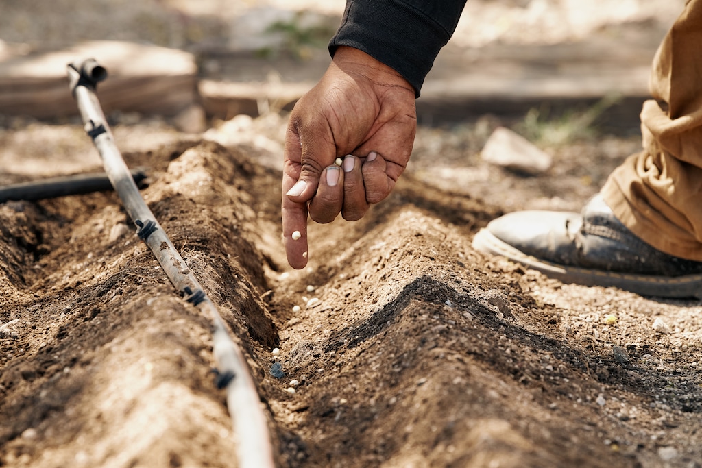 (Adam Riding | The New York Times)  Ju:ki Patricio, a young member of the Tohono O'odham Nation, plants seeds at the Ajo Center for Sustainable Agriculture in Ajo, Ariz., April 19, 2023.