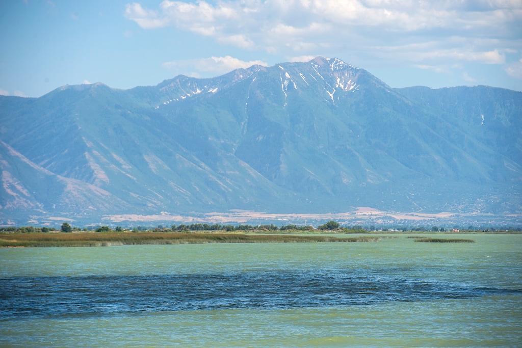 Chris Detrick | The Salt Lake Tribune
A toxic algal bloom in Utah Lake Thursday, June 29, 2017.