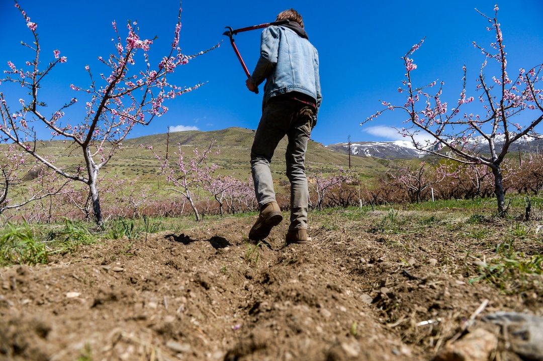 (Leah Hogsten  |  The Salt Lake Tribune) “I think we’re still going to be good on peaches,” said Jordan Riley of Riley Farm Foods while walking through orchard on April 14, 2020. That morning, temperatures in Perry dipped below freezing, endangering the fruit crop.