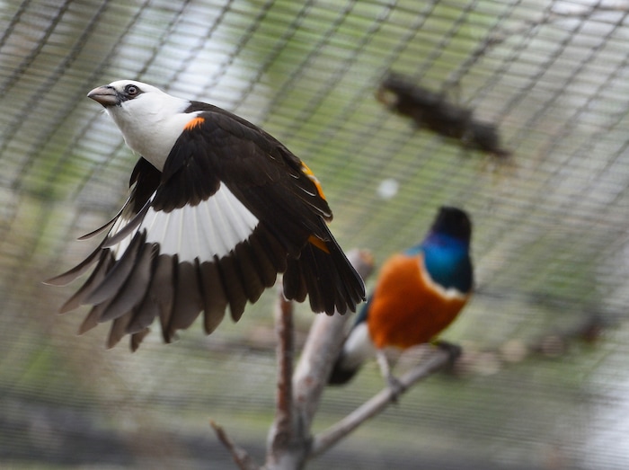 (Scott Sommerdorf | The Salt Lake Tribune)
A White Headed Buffalo Weaver flies past a Supurb Starling in one of Tracy Aviary's new exhibits, Thursday, May 10, 2018.