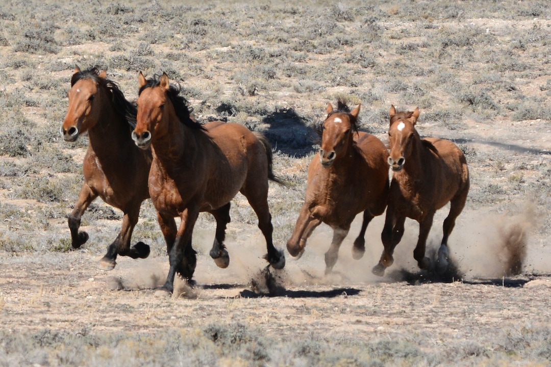 (Courtesy  |  Chad Douglas, BLM)  Bureau of Land Management officials rounded up 103 horses from the Sulphur Herd Management Area. Two wild horses perished during the roundup and two domestic horses were also captured during the event.