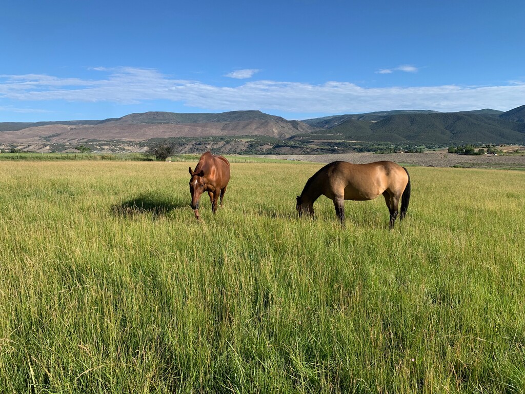 (Liz Lundeen | Writers on the Range)

Horses near Paonia, Colorado, June 2022