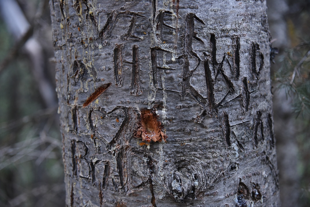 (Francisco Kjolseth  |  The Salt Lake Tribune)  Trees are carved extensively along the popular Donut Falls trail on Friday, Aug. 31, 2018, in Big Cottonwood Canyon which draws regular crowds.