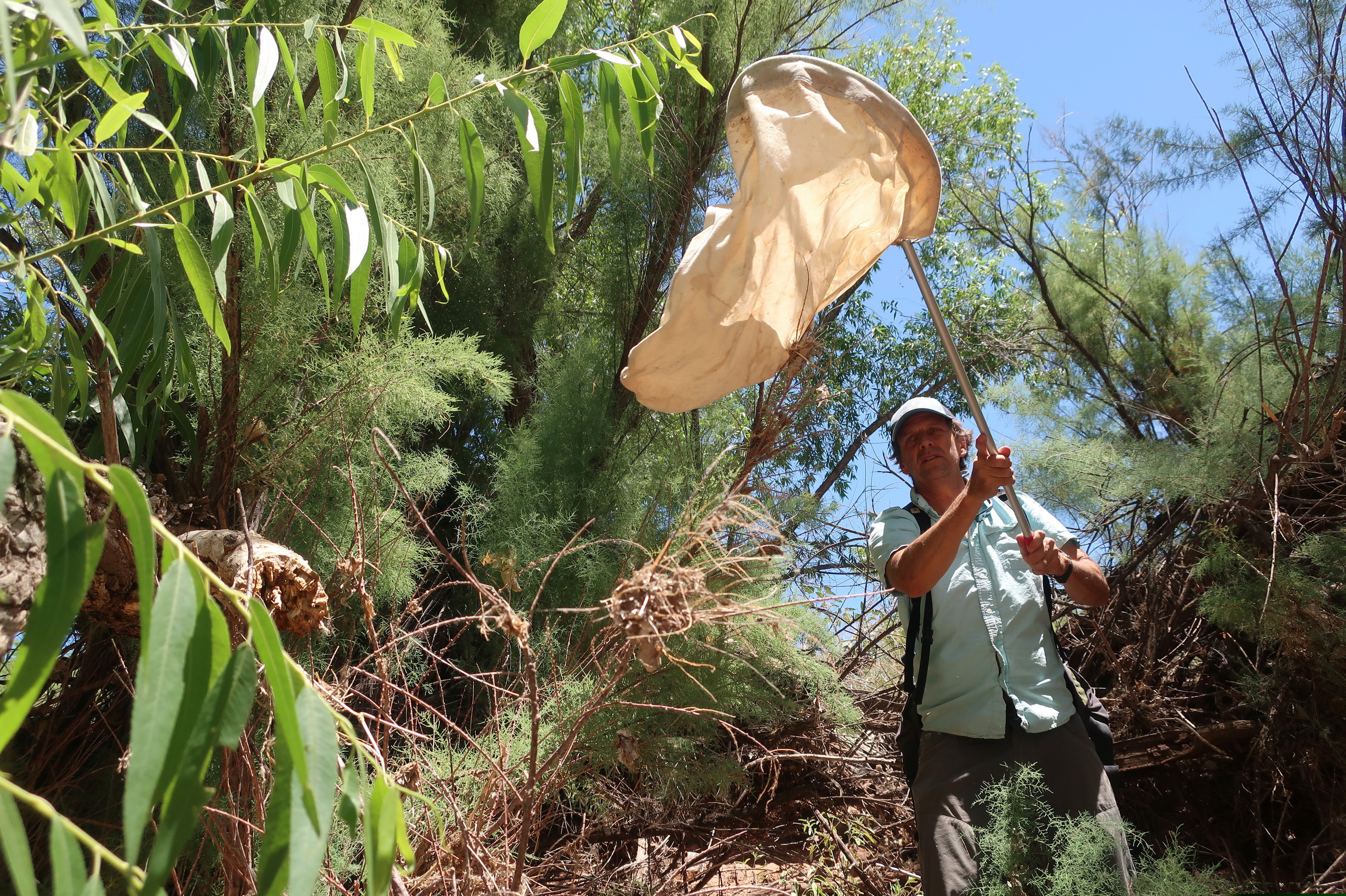 (Felicia Fonseca | The Associated Press) Northern Arizona University researcher Matt Johnson sweeps tamarisk trees along the Verde River in Clarkdale, Ariz., on July 9, 2019, in search of beetles that feed on the leaves. The beetles were brought to the U.S. from Asia to devour invasive tamarisk, or salt cedar, trees.