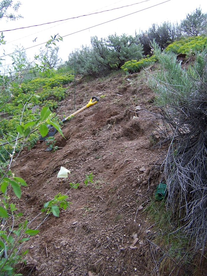 (Erin Alberty | The Salt Lake Tribune) Bare dirt looms over a Salt Lake City home May 21, 2010, after the slope was partly cleared of invasive Myrtle Spurge.
