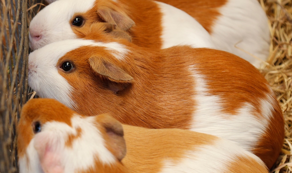 (Dolores Ochoa | AP) A muddle of guinea pigs at a farm in San Jose de Taboada, Ecuador, Sept. 27, 2019. Utah State University has come under fire for reported mistreatment of guinea pigs and hamsters in a research lab. 