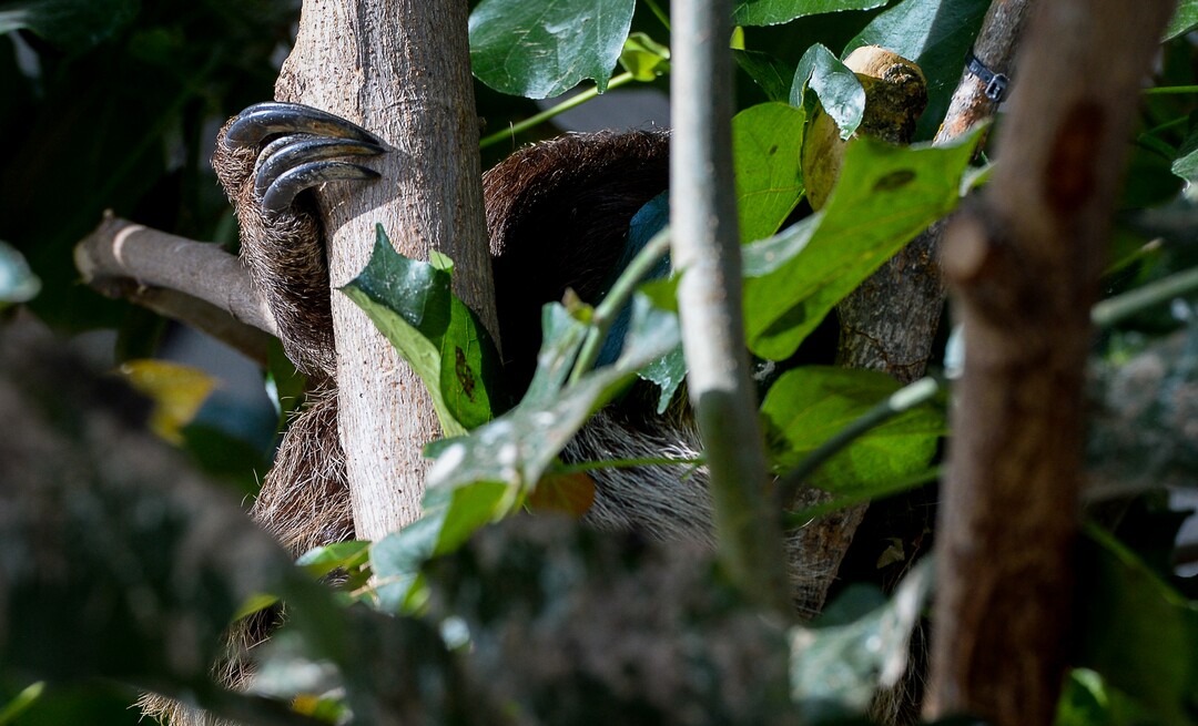 (Francisco Kjolseth  |  The Salt Lake Tribune)  The Loveland Living Planet Aquarium has acquired a couple of two-toed sloths that will be unveiled to the public on Friday. Hidden in the canopy, the front and back foot cling to a tree side by side with the aid of long claws. They've been adjusting to the sights and sounds of the aquarium for the last couple of weeks after being rescued from the South American country of Guyana due to habitat deforestation.