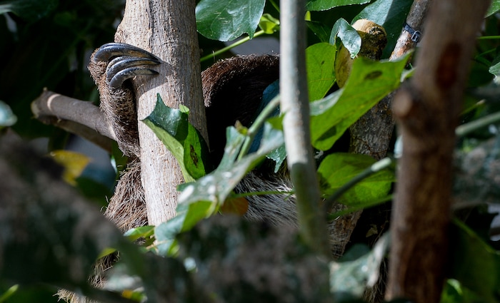 (Francisco Kjolseth | The Salt Lake Tribune) The Loveland Living Planet Aquarium has acquired a couple of two-toed sloths that will be unveiled to the public on Friday. Hidden in the canopy, the front and back foot cling to a tree side by side with the aid of long claws. They've been adjusting to the sights and sounds of the aquarium for the last couple of weeks after being rescued from the South American country of Guyana due to habitat deforestation.
