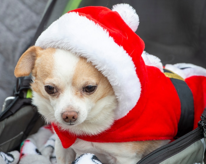 (Rick Egan  |  The Salt Lake Tribune)    Barbara Dawkins dresses her dog Jojo n a Santa suit, at the Street Dawg Crew Christmas outreach at Liberty Park Sunday.  The Street Dawg Crew supports the homeless and their pets every Sunday at Pioneer Park.  For today's Christmas Outreach, the Street Dawg Crew passed out food and gift bags for humans and animals, and also offered a photo opportunity with Santa. Sunday, Dec. 22, 2019.