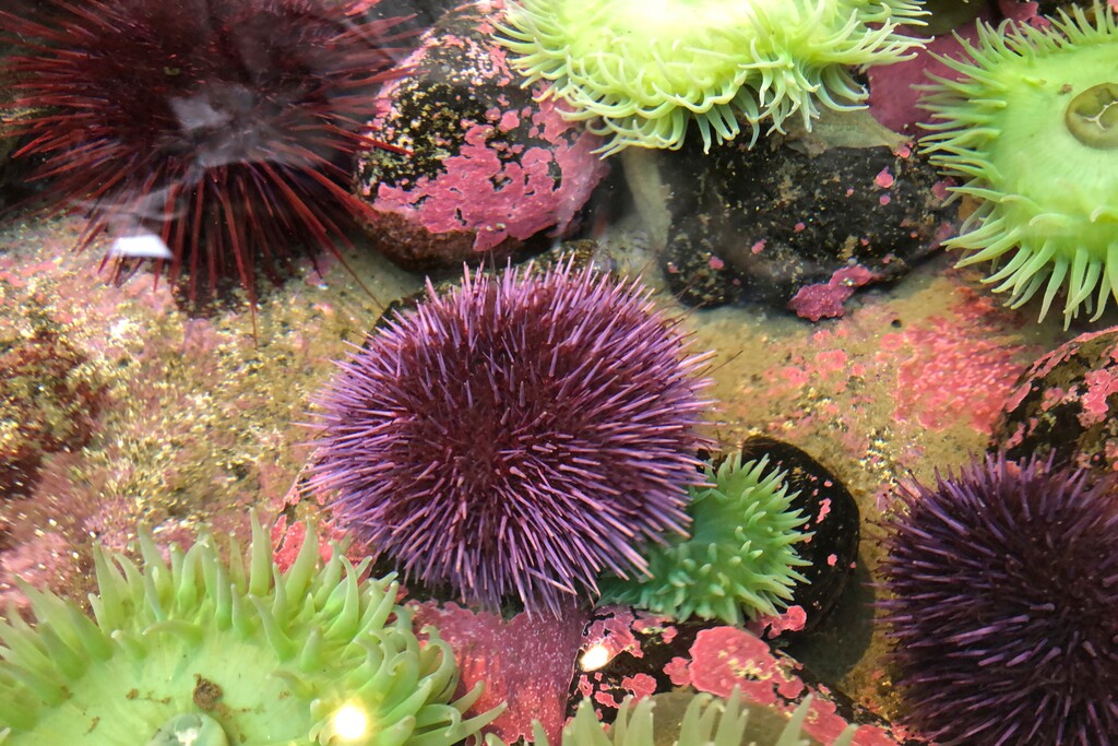 In Oct. 16, 2019 photo, a purple sea urchin sits in a touch tank at the Marine Hatfield Science Center in Newport, Ore. Tens of millions of voracious purple sea urchins that have already chomped their way through towering underwater kelp forests in California are now spreading north to Oregon, sending the delicate marine ecosystem off the shore into such disarray that other critical species are starving to death. A recent count found 350 million purple sea urchins on one reef in Oregon alone, a more than 10,000% increase since 2014 and in northern California, 90% of the giant kelp forests have been devoured by the urchins, perhaps never to return. (AP Photo/Gillian Flaccus)