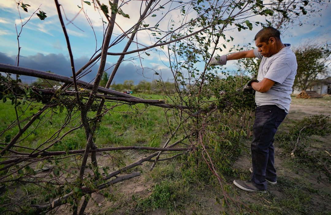 (Francisco Kjolseth | The Salt Lake Tribune) Joseph Standing Rock helps restore a wall made of woven willow, damaged by high winds for the start of a traditional Bear Dance at the reservation community of Whiterocks in eastern Utah on Thursday, May 19, 2022.