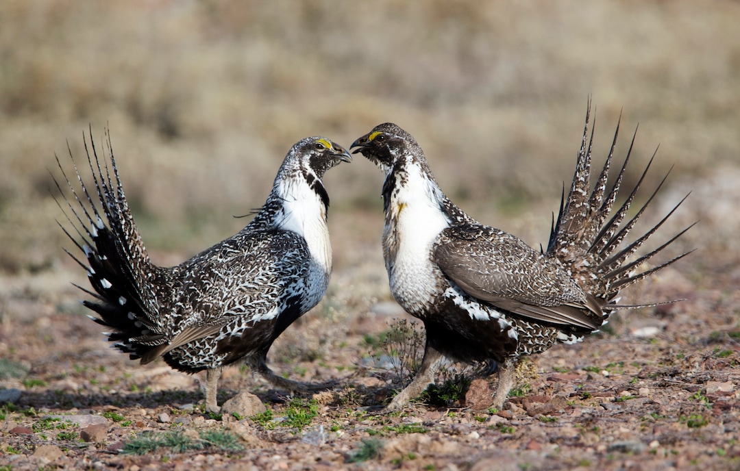 Rick Egan  |  The Salt Lake TribuneTwo Sage-Grouse face off while strutting on a lek in the Parker Mountain area, near Loa, Utah, Friday, April 22, 2016.