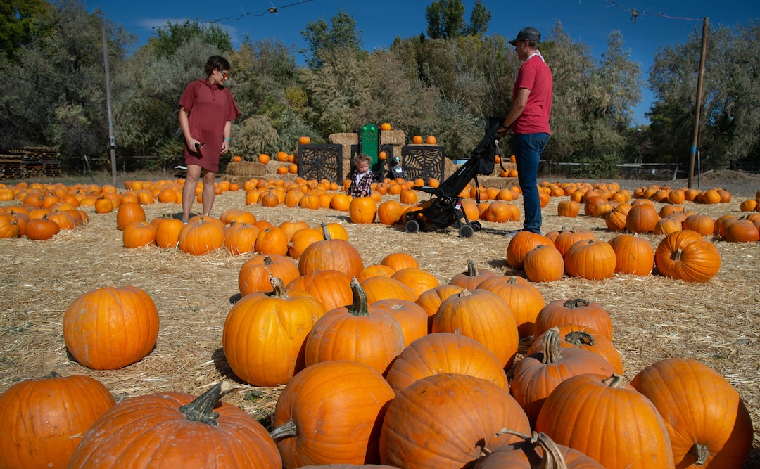 (Francisco Kjolseth  |  The Salt Lake Tribune) Wheeler Farm's annual Pumpkin Days celebration is underway, as people enjoy the "Family-Friendly Not-so-Scary Halloween" with a hay maze, pumpkin patch, children's train and games on Saturday, Oct. 10, 2020.