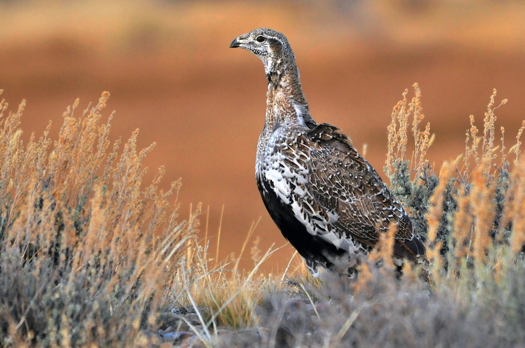 FILE - This July, 26, 2014 file photo provided by the U.S. Fish and Wildlife Service shows a Greater Sage Grouse at the Seedskadee National Wildlife Refuge in Wyoming. A legislative rider in Congress $1.1 trillion spending bill would delay protections for the wide-ranging Western bird thats been on a collision course with the oil and gas industry. The Obama administration faced a September 2015 deadline to propose protections for greater sage grouse. But the spending package agreed to late Tuesday, Dec. 9, 2014 by Democrat and Republican leaders prevents the administration from spending any money next year on rules to protect the ground-dwelling bird. (AP Photo/U.S. Fish and Wildlife Service, Tom Koerner, File)