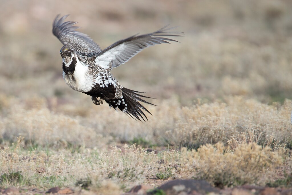 (Rick Egan  |  The Salt Lake Tribune) A sage grouse takes flight after strutting on a lek in the Parker Mountain area, near Loa, Utah, Friday, April 22, 2016.