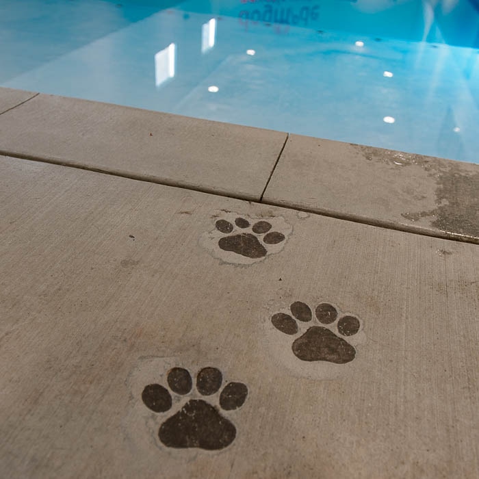 (Trent Nelson | The Salt Lake Tribune) The new Aquatic Fitness Center at DogMode in Salt Lake City on Tuesday, Nov. 28, 2017.