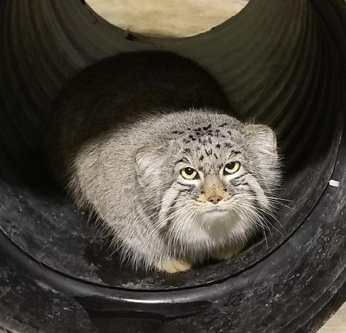Courtesy of Hogle Zoo | Mushu, a 10-month-old Pallas' cat, was missing Sunday, Jan. 28, 2018 from his habitat at Hogle Zoo.