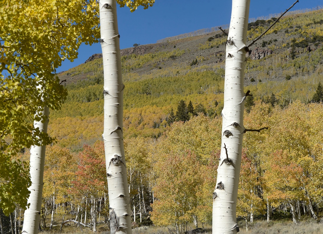 (Al Hartmann  |  The Salt Lake Tribune)     
At 106 acres, Pando is the largest known aspen clone, and the most massive living thing known on earth. Its trees are united by a single root system. Scientists say deer are voraciously eating Pando's new sprouts, preventing the clone from regenerating. It could deteriorate beyond recovery in less than 20 years, they warn.