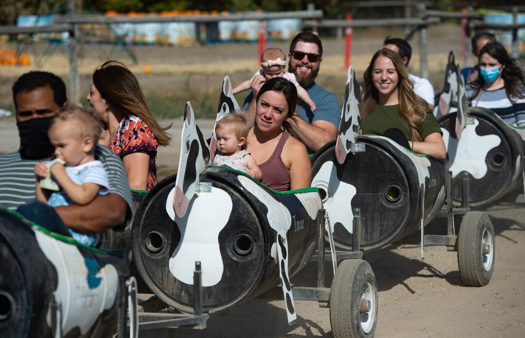 (Francisco Kjolseth  |  The Salt Lake Tribune) Wheeler Farm's annual Pumpkin Days celebration is underway, as people enjoy the "Family-Friendly Not-so-Scary Halloween,” with a hay maze, pumpkin patch, children's train and games on Saturday, Oct. 10, 2020.