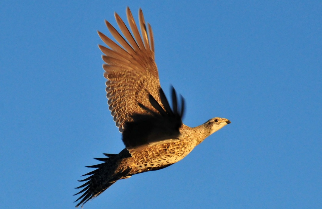 This Nov. 12, 2014 photo provided by the U.S. Fish and Wildlife Service shows a Greater Sage Grouse flying at the Seedskadee National Wildlife Refuge in Wyoming. A government study recommends keeping oil and gas drilling, wind farms and solar projects more than 3 miles away from the breeding grounds of a bird that ranges across much of the Western U.S. a finding that could carry significant impacts for the energy industry as the Obama administration weighs whether the greater sage grouse needs more protections after seeing its population plummet in recent decades. (AP Photo/U.S. Fish and Wildlife Service,Tom Koerner)