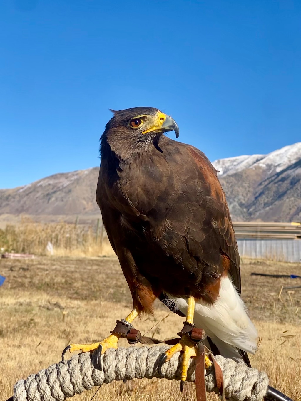 (HawkWatch International) A Harris's hawk named Stax flew away from HawkWatch International's Salt Lake City refuge on Monday, June 29, 2026.