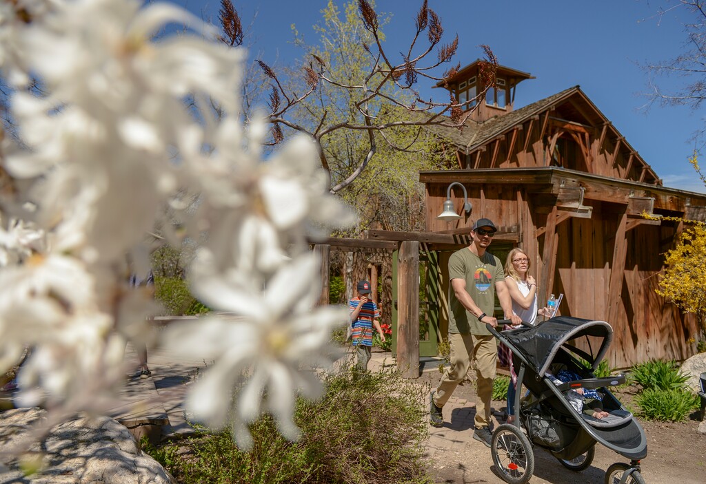 (Leah Hogsten | The Salt Lake Tribune)  Visitors to the Ogden Nature Center walk past a star magnolia near the visitor's center during Earth Day celebration Saturday, April 20, 2019.