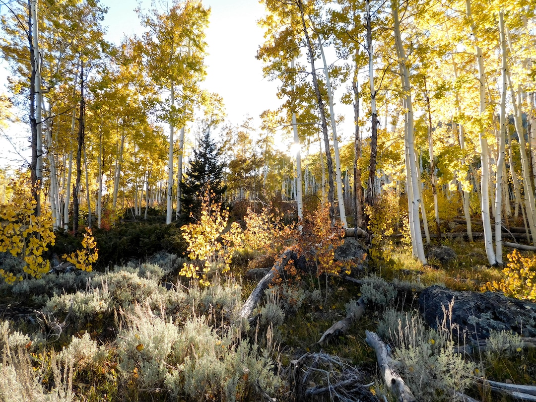 (Erin Alberty  |  The Salt Lake Tribune) Scientists have fenced portions of the Pando aspen grove to measure new growth where deer cannot eat young sprouts. In one fenced area, shown here on Oct. 4, 2017, a new layer of aspens can be seen below the mature canopy.